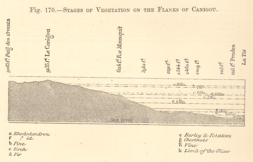 Canigou flanks vegetation stages. Pyrénées-Orientales. SMALL. Section 1886
